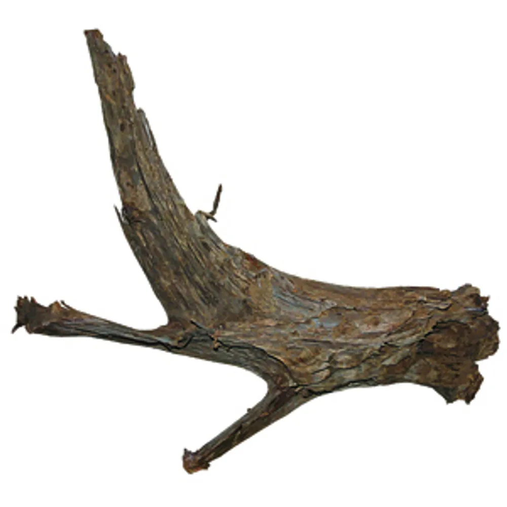 Trærod (Mangrovetræ) XXXL 80-100 cm